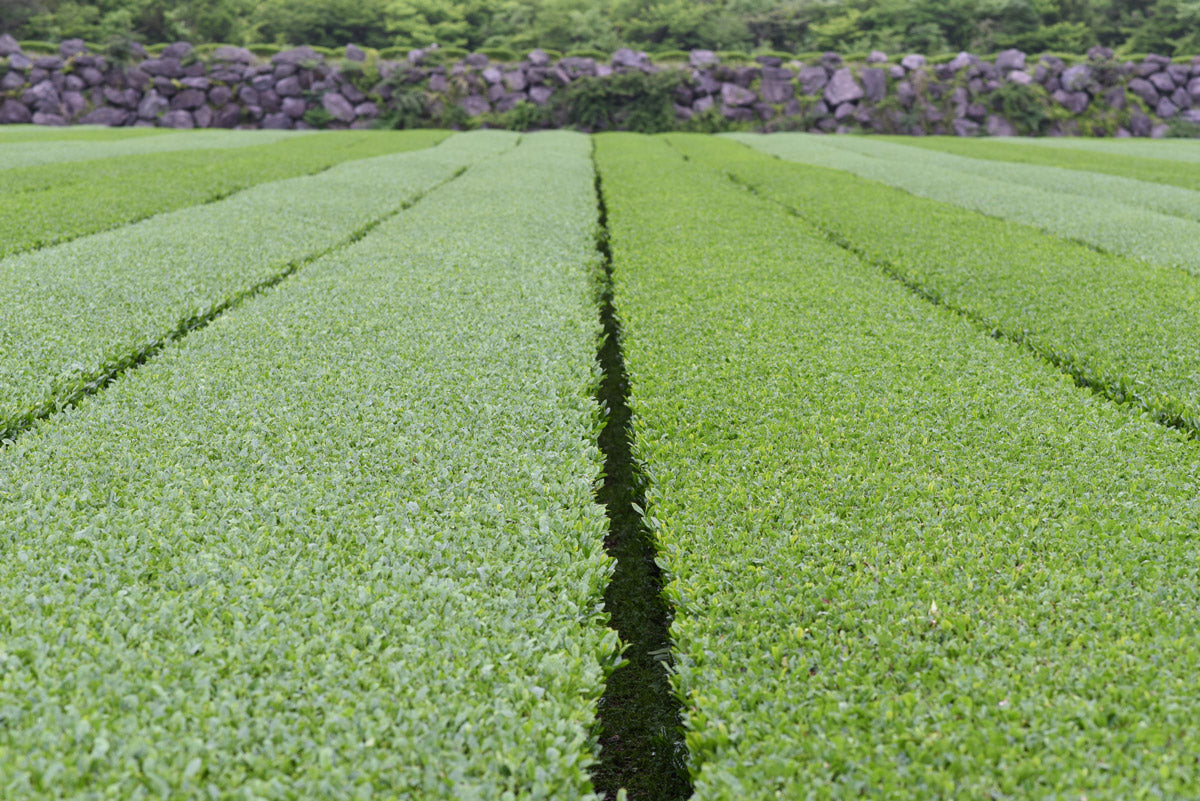 Camellia sinensis