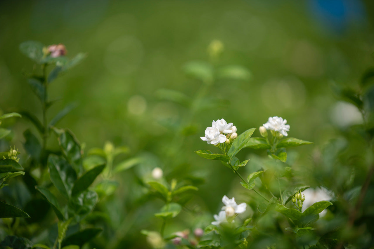 Welcher Tee zu welchem Moment passt – vom Morgen bis zum Abend