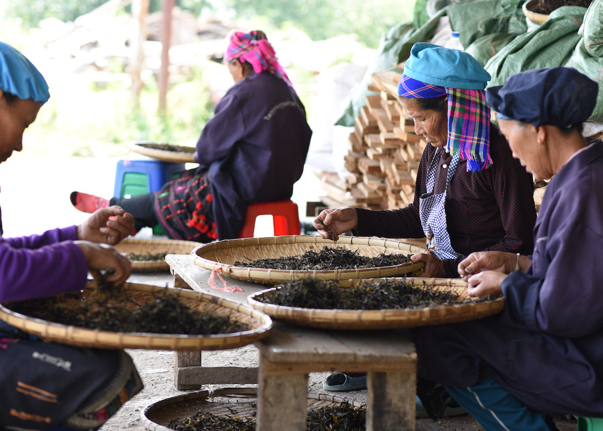 Tee & Nachhaltigkeit: Was Bio, Fair Trade und Wildtee wirklich bedeuten