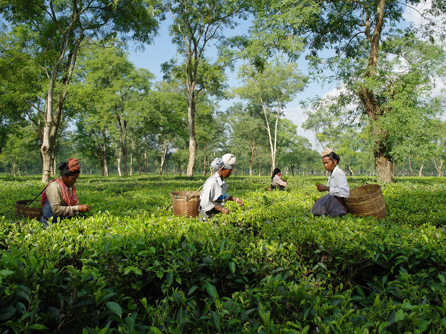 Camellia sinensis | Die Teepflanze