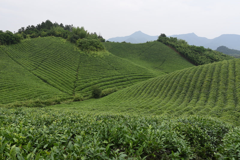 Darjeeling First Flush – warum der erste Pflückzyklus so besonders ist