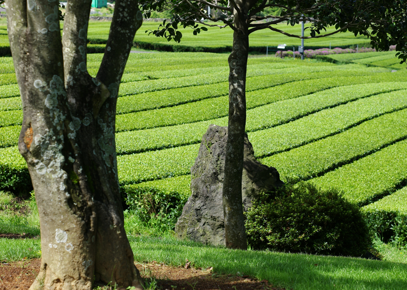 Sencha, Bancha, Matcha – japanische Grüntees im Vergleich
