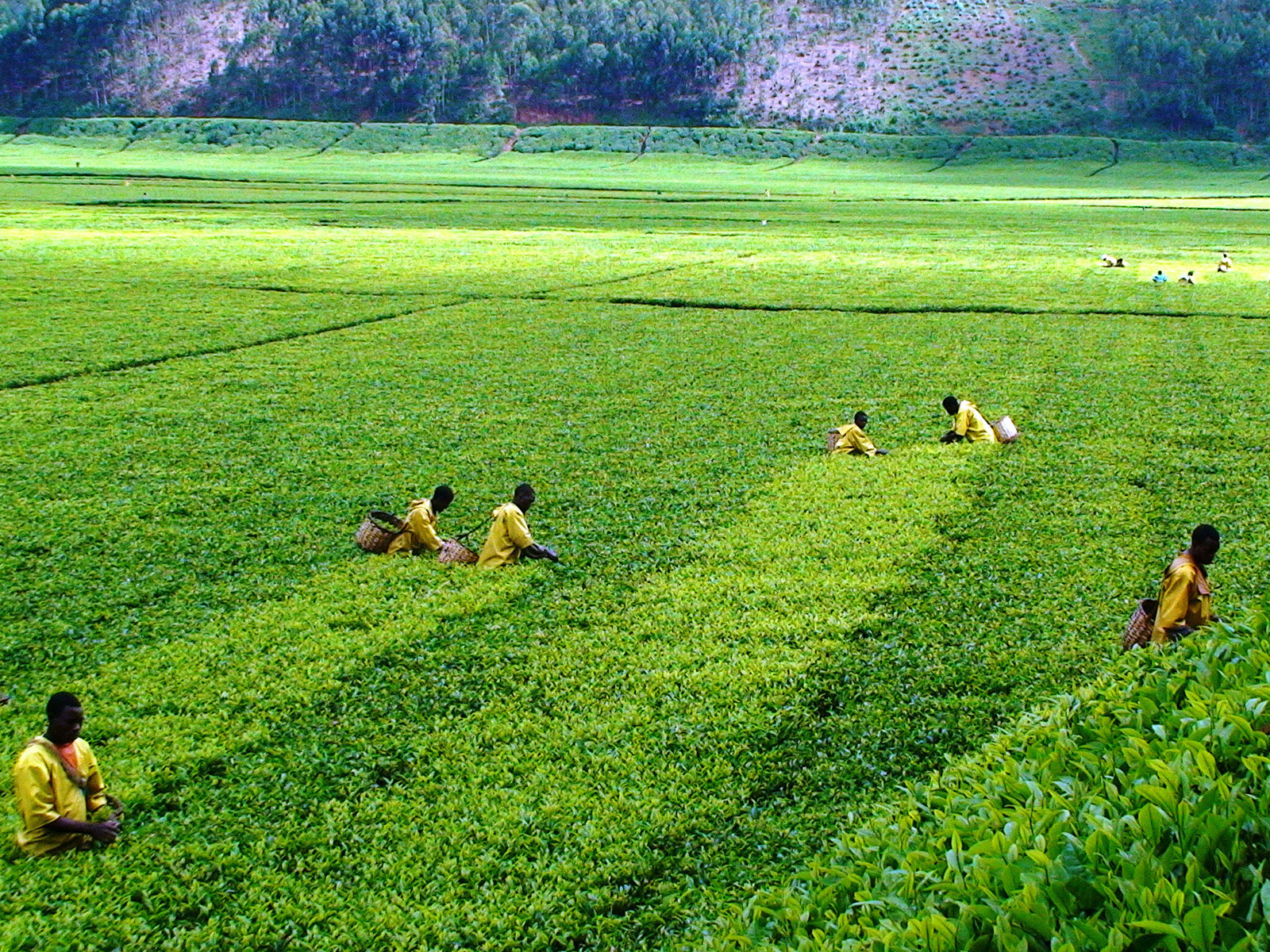Bio Schwarztee vs. Konventioneller Tee: Der große Unterschied (Mehr als nur ein Siegel)