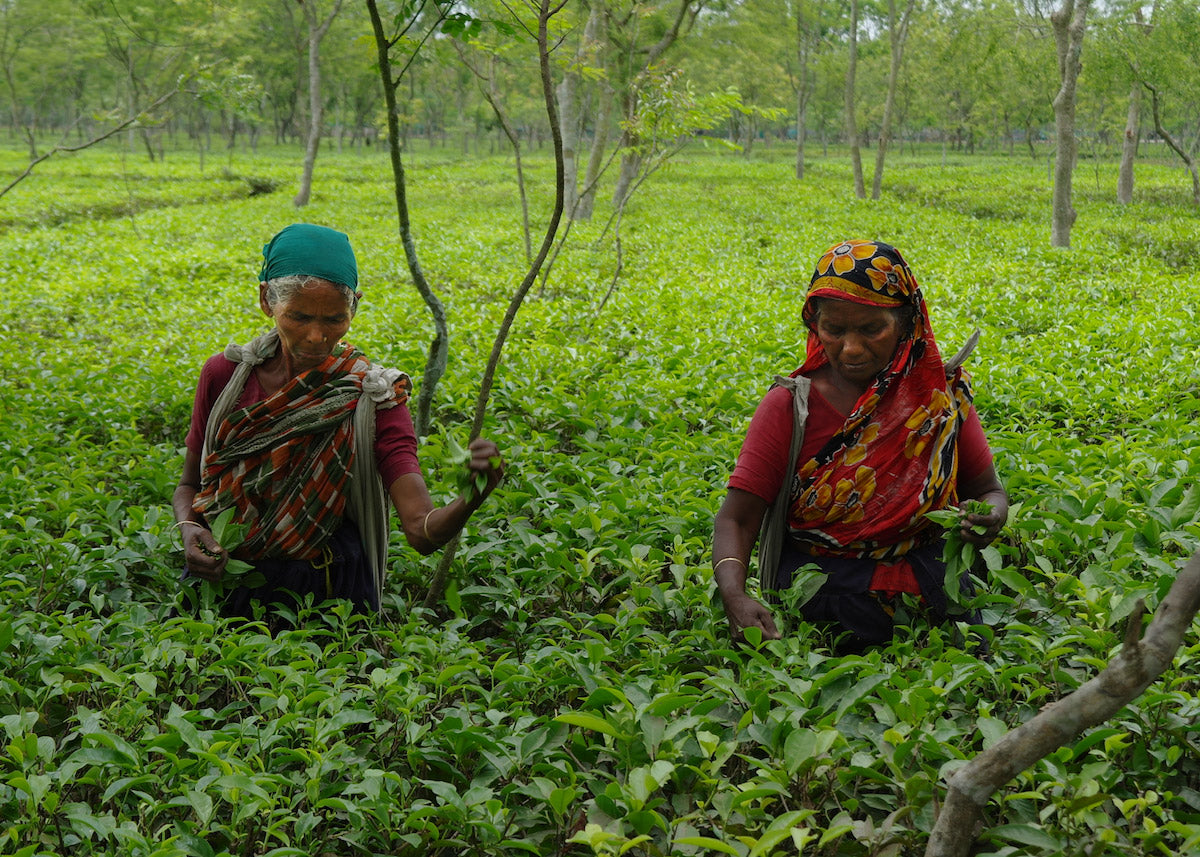 Panshagarh Bangladesch