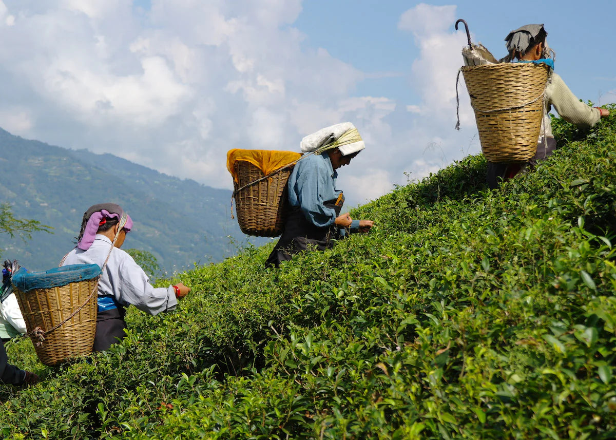 Darjeeling/Indien