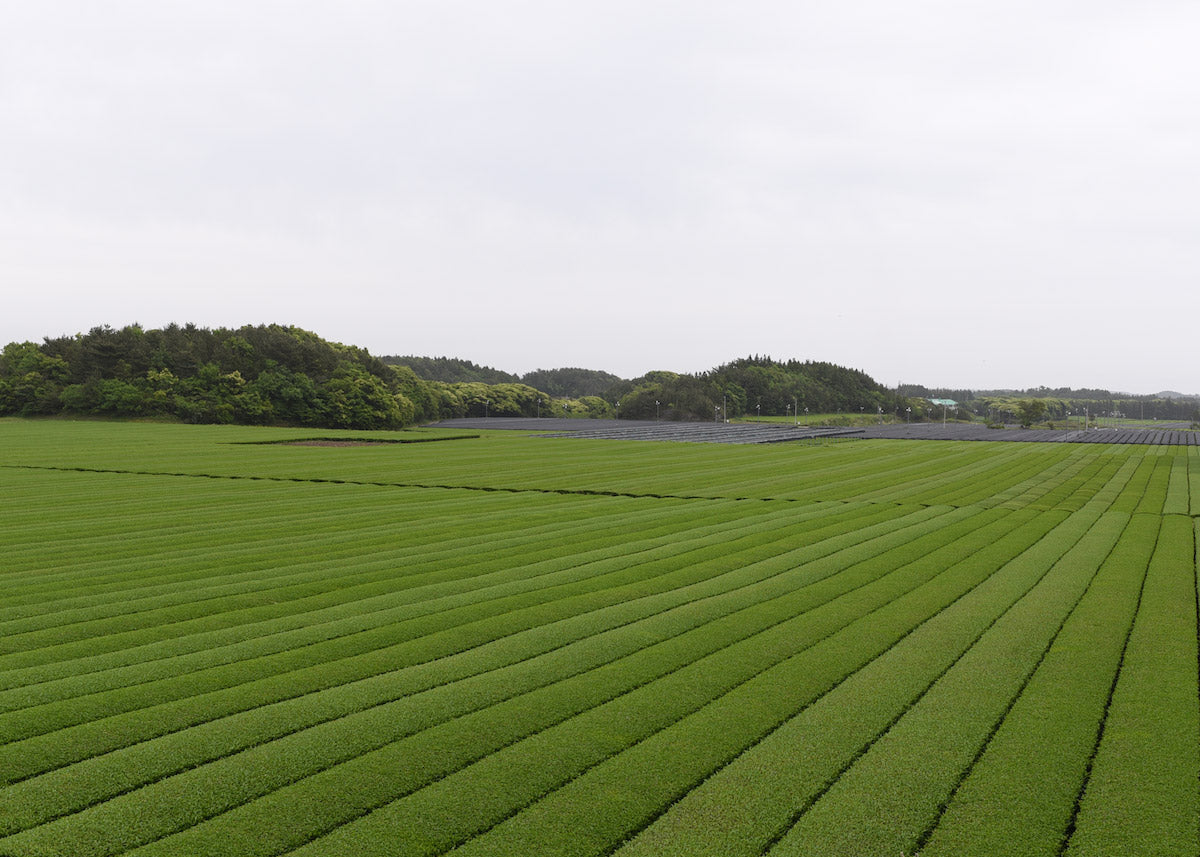 Seogwang Jeju/Südkorea