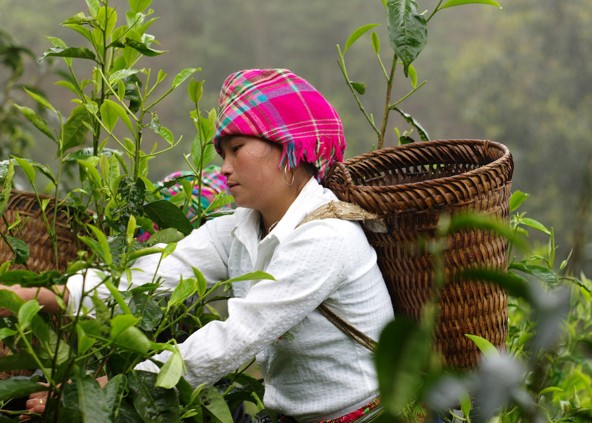 Van Chan Organic Farmers Association