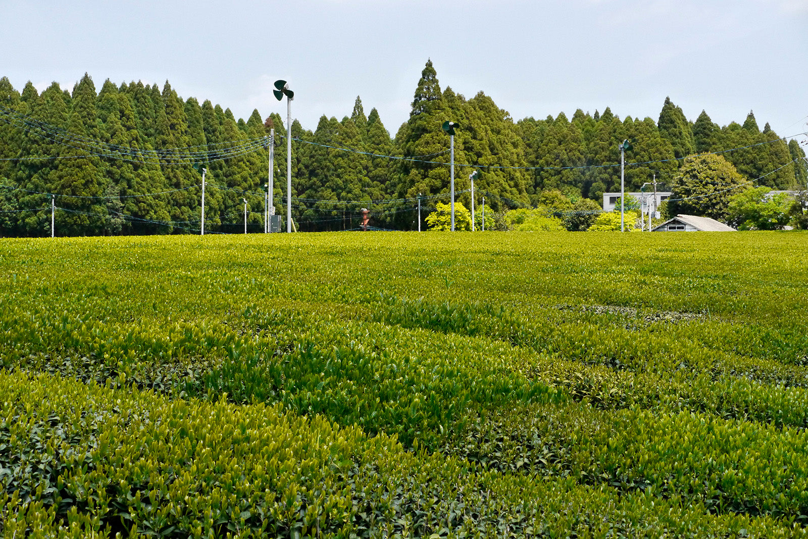 Bio Kagoshima Bancha