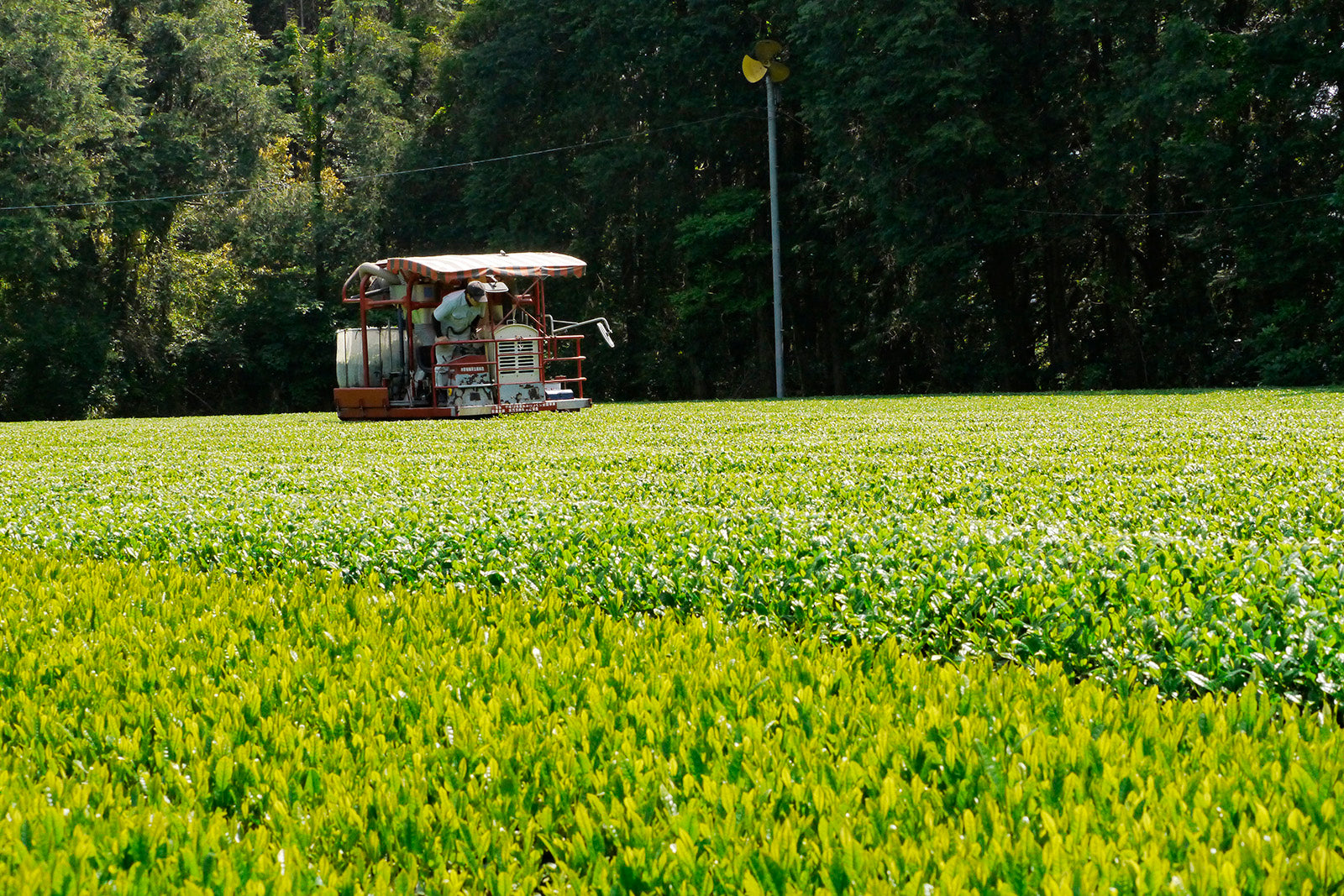 Bio Kagoshima Sencha