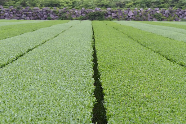 Bio-Teeplantage-S-dkorea